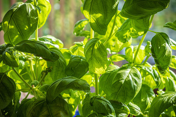 Culinary Basil