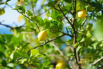 Bunch of fresh ripe lemons on a lemon tree branch