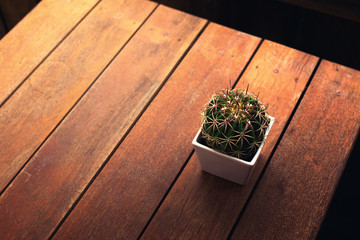 Cactus on wooden table. Top view with copy space
