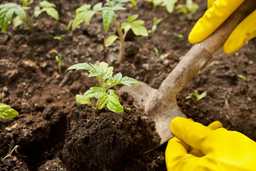 Closeup of woman's hands in yellow gloves planting a seedling in ground. Work in the garden in spring