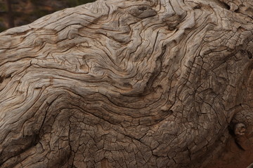 Texture de bois , parc national de bryce canyon