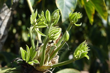 Beautiful flowers in full bloom in corralejo Fuerteventura Spain