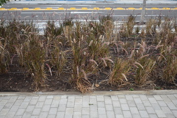 plants in the garden