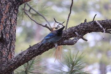 Geai de Steller, Steller's Jay, Cyanoctita stelleri , bryce canyon