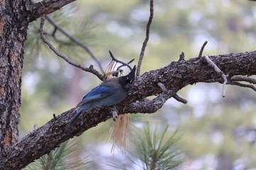 Geai de Steller, Steller's Jay, Cyanoctita stelleri , bryce canyon