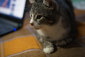 The cat is sitting on the bed. In the background is a laptop