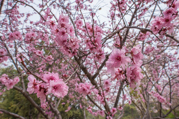 blooming cherry tree in spring