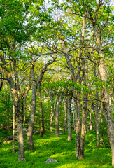 Trees in a US National Park surrounded by a ground cover of fern plants