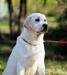 the yellow labrador in the park