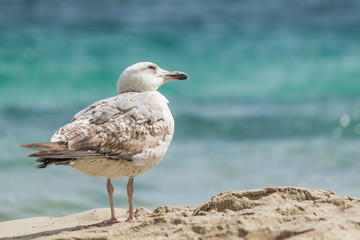 Seagull on the beach