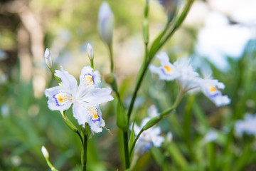 white flowers in garden