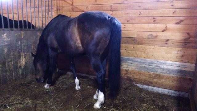 A horse in the stable is standing and chewing hay. Farm Breeding thoroughbred horses