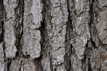 Bark of an Oak Tree