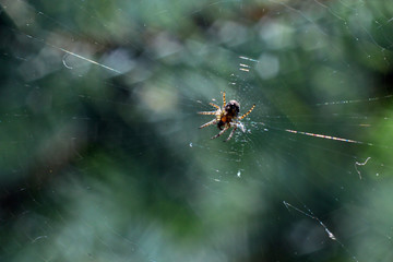Little spider on a web on a green background.