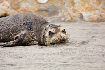 elephant seals at Point Reyes 