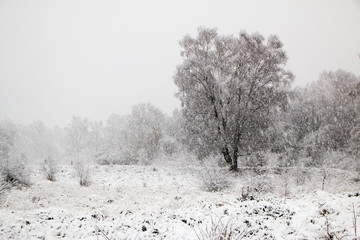 Snowstorm in wintry forest