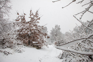 a bench at a hiking trail in Snowstorm in wintry forest landscape