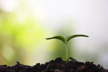 Young green sapling planting with water drop dew