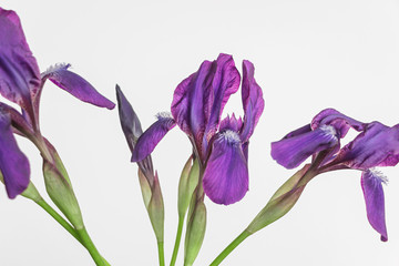 purple iris flower on white background 