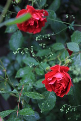 red roses 