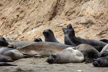 elephant seals at Point Reyes 