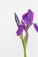 purple iris flower on white background 