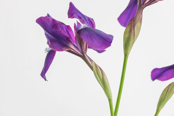 purple iris flower on white background 