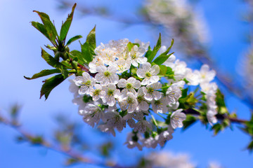 Spring background. Cherry tree in white flowers.  Blossoming cherry tree branch.
