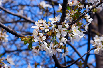 Cherry tree in white flowers.  Blossoming cherry tree branch. Spring is coming.