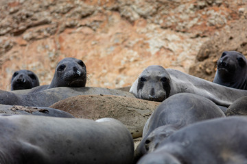 Fototapeta premium elephant seals at Point Reyes 