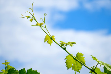 vine branch with tendril and green leaves at springtime with sky on agricultural vineyard