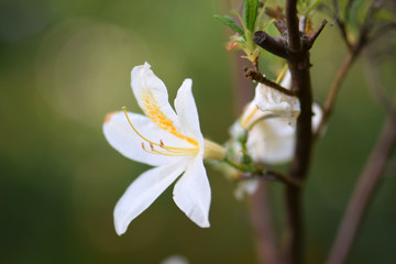 White Azalea