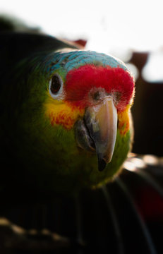 Loro Cariamarillo o Amazona Frentirroja