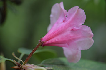 Pink Rhododendron Trumpet