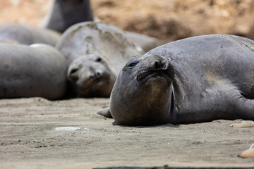 elephant seals at Point Reyes 