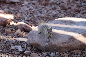 Le spermophile à mante dorée (Callospermophilus lateralis) sur rock, originaire de l'ouest de l'Amérique du Nord