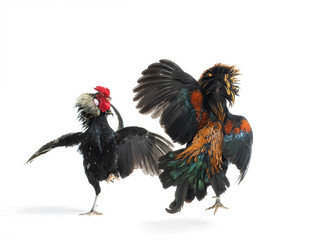 cockfight isolated on white