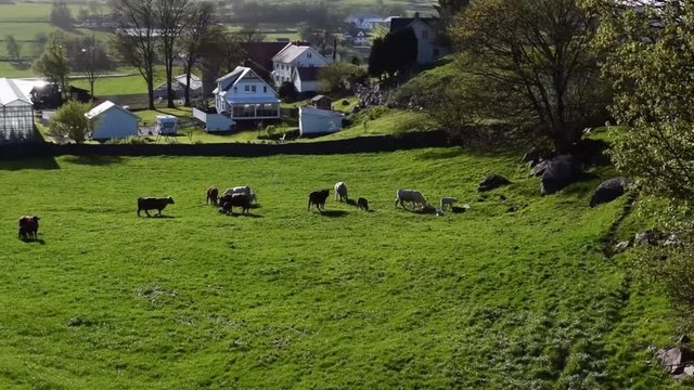 A herd of cows is grazing on a green pasture in the background of village houses. Norwegian village on a sunny spring day