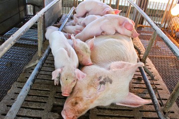  Pink piglets are drinking milk from the mother on the farm