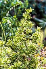 ornamental plant in the garden, green leaves with white, yellowish edges; green garden on a summer sunny day