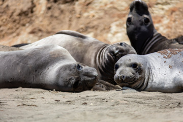 Fototapeta premium elephant seals at Point Reyes 