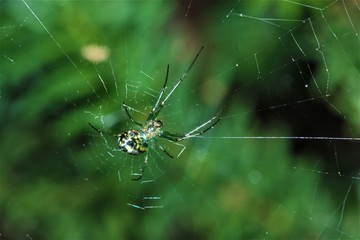 the web