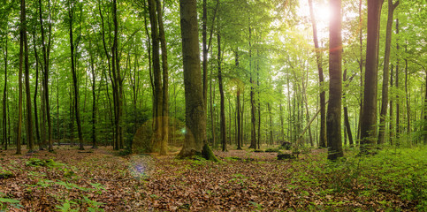 Fototapeta premium Wald panorama
