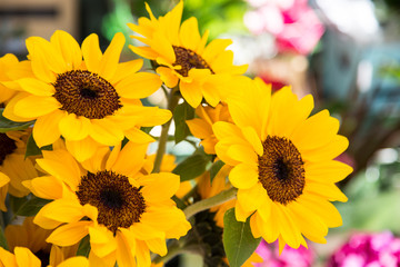 Naklejka premium Bunch of sunflowers