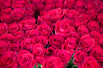 Cluster of red roses.