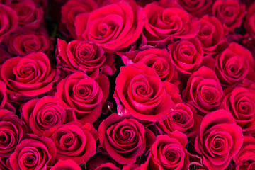 Cluster of red roses.