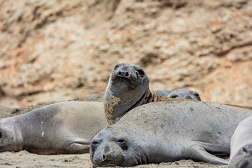 elephant seals at Point Reyes 