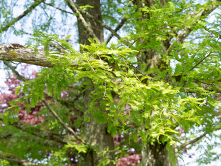 Fototapeta premium (Metasequoia glyptostroboides) Feuillage linéaires, oposées, souples et vertes du Grand sapin d'eau - mélèze d'eau - métaséquoïa de Chine