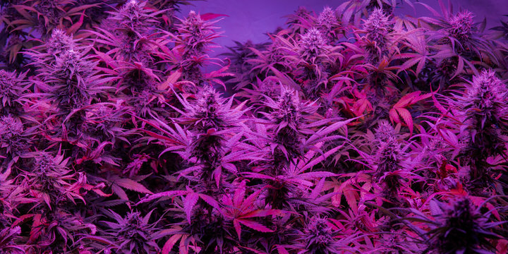 Recreational marijuana plantations in America. International business with mariuana export and personal use