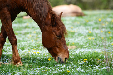 Brown horse is dancing on a green flowered meadow amid forests to escape from annoying flies